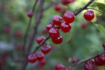 Growing Nanking cherry
