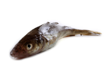 Safron cod fish