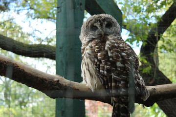 Fototapeta premium Owl on a branch