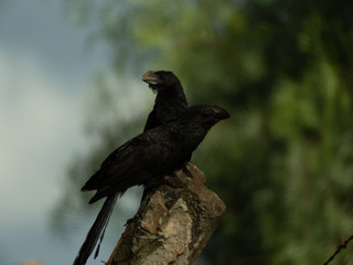 taking advantage of the day to photograph birds of the Anu-Preto species