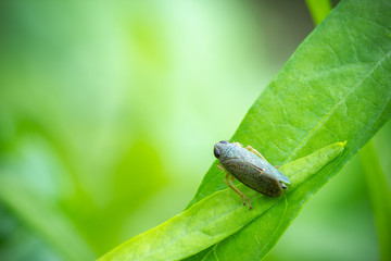 Aphid on a green plant leaf in organic farm. It is a pest that damages farmers. Closeup and copy...
