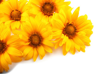 Obraz premium Yellow chamomiles