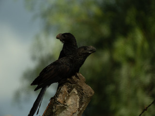 taking advantage of the day to photograph birds of the Anu-Preto species