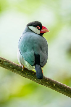 Java sparrow on a branch, Indonesia