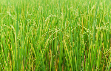 Rice field background green paddy rice on tree in agriculture asia