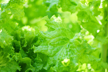 Fresh lush lettuce leaves background on herbal farm - Close up of green vegetable salad in the garden background