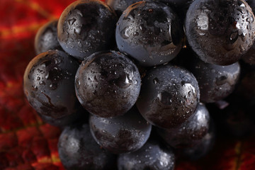 Black wine grape on autumn leaf