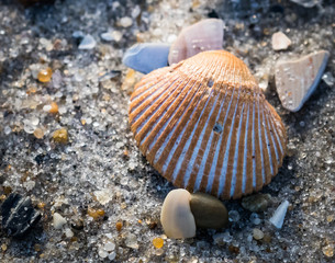 Scallop on the Beach