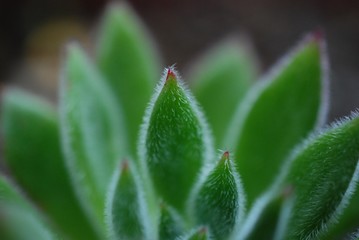 Close up of succulents in the garden