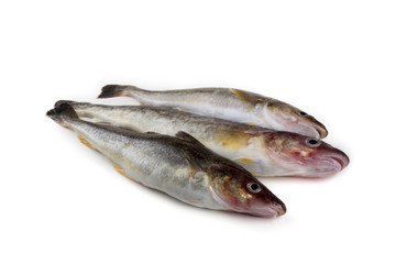 Saffron cod