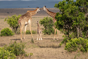 A newborn giraffe, its mother, and another adult look out towards the horizon of the vast savanna.  Image taken in the Masai Mara, Kenya.
