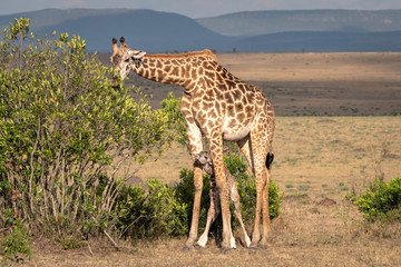 A newborn giraffe stands between its mother's legs for protection as she feeds on the leaves of a bush.  Image taken in the Masai Mara, Kenya.