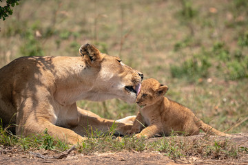 Fototapeta na wymiar Mother lioness from the Black Rock Pride washes the face of her tiny cub. Image taken in the Masai Mara, Kenya. 