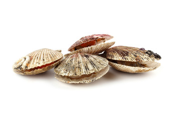 Scallops