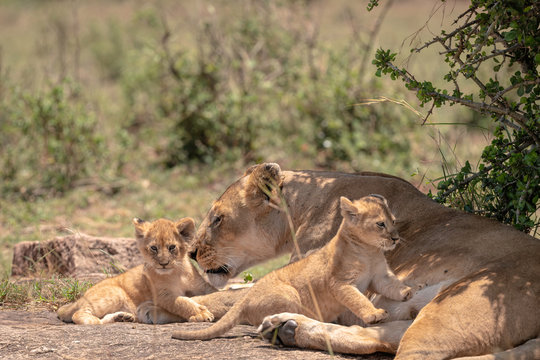 Mother lioness from the Black Rock Pride cares for her young cubs.  Image taken in the Masai Mara, Kenya.	