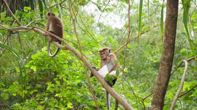 4k footage of wild monkey eating food from plastic bag she stole from tourist in tropical jungle forest