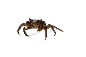 Little crab