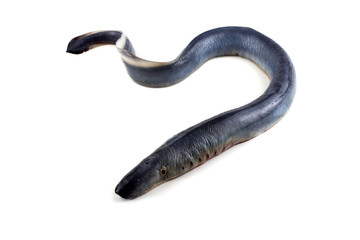 Lamprey fish. Vampire.