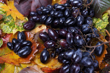 Black grape on autumn leaves