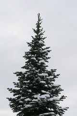 Eingeschneite Tannenbaumspitze