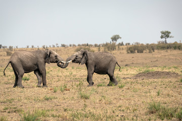 Fototapeta premium Two young male elephants practicing their sparring techniques in a fake fight. Image taken in the Masai Mara, Kenya. 