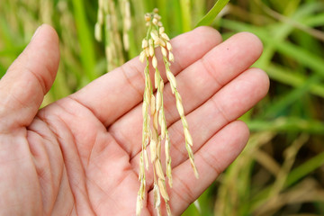 paddy rice in man hand