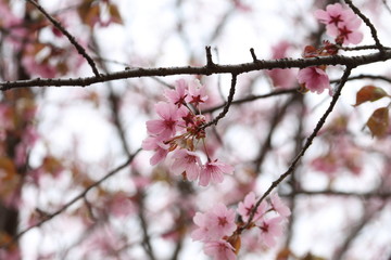 Sakura. Apricot blossom.