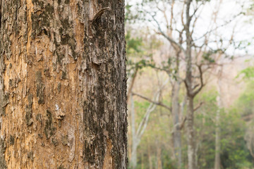 tree in the forest with blurred background