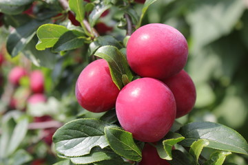 Red plums on tree