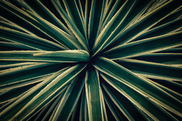 Fototapeta premium abstract green leaf texture, nature background, tropical leaf