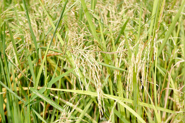 green paddy rice in the field