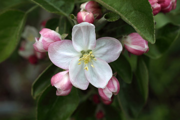 Fototapeta na wymiar Apple flower and buds
