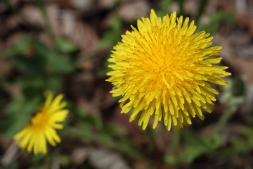 Dandelions
