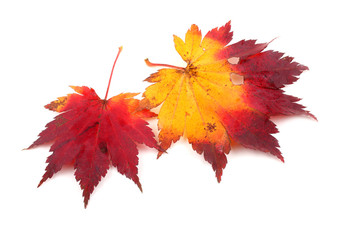 Autumn maple leaves