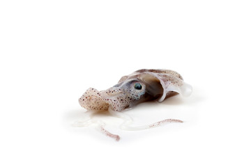 Little cuttlefish