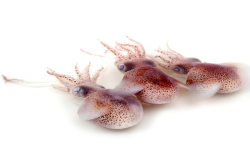 Little cuttlefishes