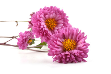 Three chrysanthemum flowers