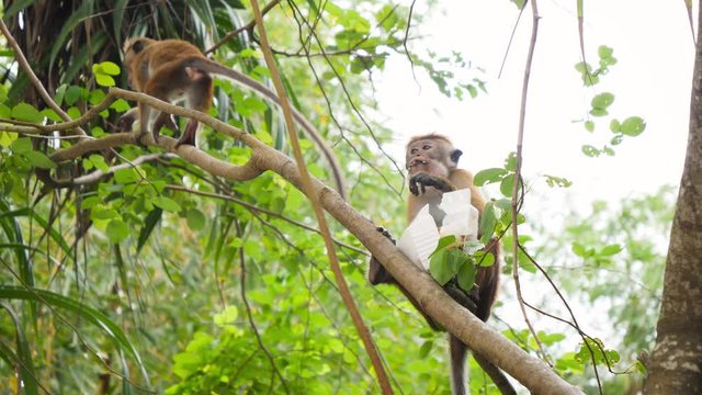 4k video of wild monkey eating human food she stole from tourists in jungle forest