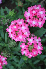 pink flowers in the garden