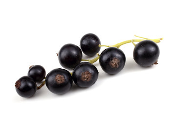 Black currant
