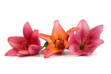Pink and multicolor lilies