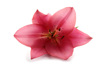 Naklejka na ściany i meble Pink lily