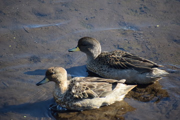 Aves silvestre del lago