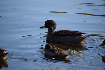 Aves silvestre del lago