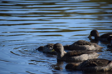Fototapeta premium Aves silvestre del lago