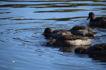 Aves silvestre del lago