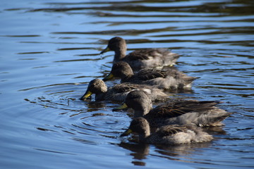 Aves silvestre del lago