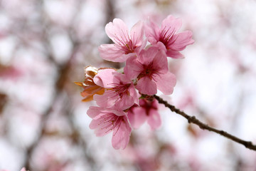 Sakura. Apricot blossom.