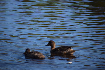 Aves silvestre del lago