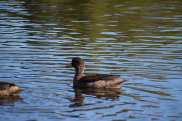 Aves silvestre del lago